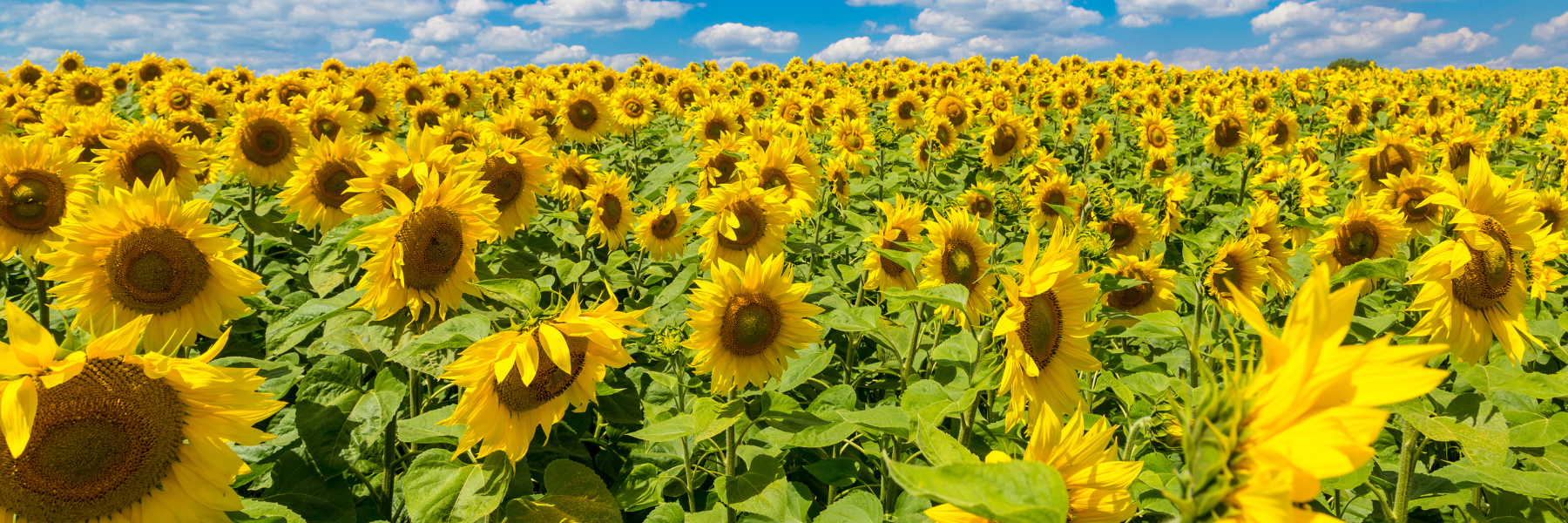 Express™ technológia – 2026-ban is a gazdák szolgálatában