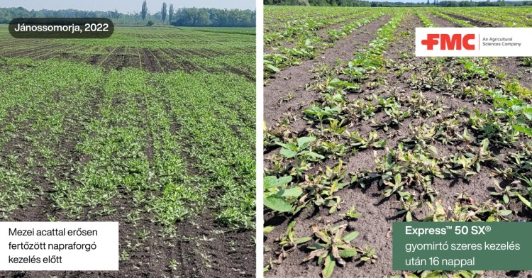napraforgó növényvédelem gyomirtás FMC Evorelle Express