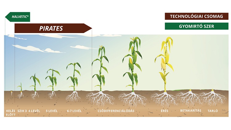 A PIRATES kukorica-gyomirtás technológiába illesztése (KITE Zrt.)