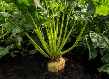 Fejlett cukorrépa szántóföldön