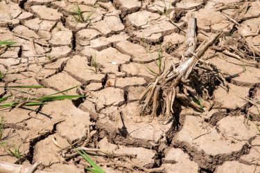 A képen erősen kiszáradt, repedezett talaj látható elszáradó növénymaradvánnyal.