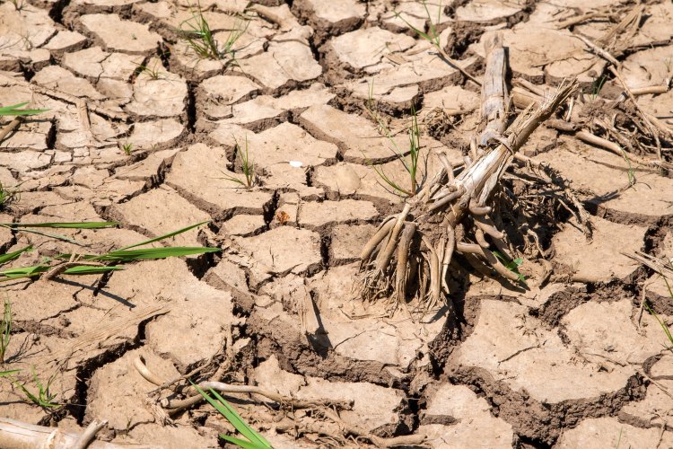 A képen erősen kiszáradt, repedezett talaj látható elszáradó növénymaradvánnyal.