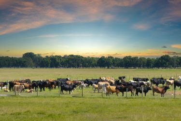 A legeltetésre épülő rendszer a regeneratív gazdálkodás egyik kulcseleme a Táncoskertben. (fotó: shutterstock.com)