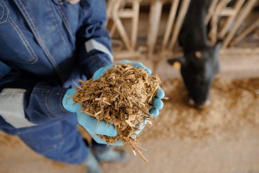 Silókukorica-vetés a mezőgazdaságban: 2026-ban egyre nagyobb a kockázat a forró nyári napok miatt (fotó: shutterstock.com)