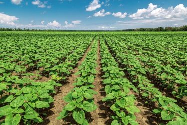 Az elemi kén (Vulcan Profi S80) jól megvédi az állományt a nyúl, őz ellen. Kén, ami gázosodik és tápanyaggá válik, amelyre a napraforgónak nagy szüksége van.