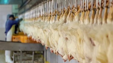 baromfi csirke vágóhíd állattartás húsfeldolgozó