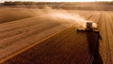 Globális rekord várható szójából is, de a felhasználás is nő (Fotó: Shutterstock)