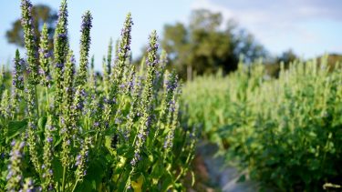 Szárazságtűrő, kis inputigényű, talajjavító hatású a chia, itthon is jó alternatíva lehet (Fotó: Shutterstock)