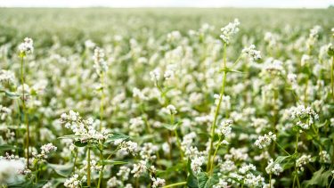 hajdina gabona szántóföld növénytermesztés vetés