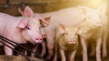 malac sertés ól sertéstelep állattartás állattenyésztés