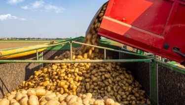 Burgonya betakarítása szántóföldön szedőkombájn traktor