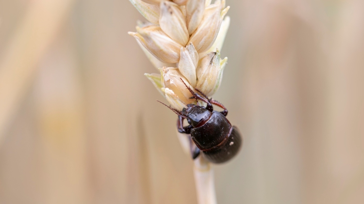 Nagy a baj a kalászosokban, letarolja a gabonát a csócsárló