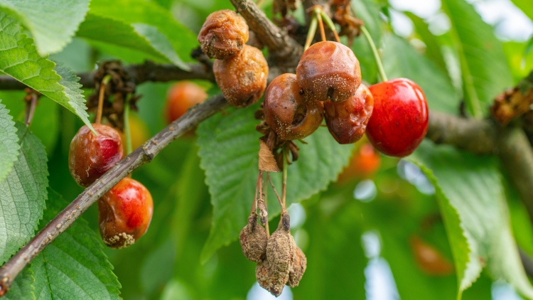 Figyeljünk a moníliára: virágzáskor eldől a termés sorsa