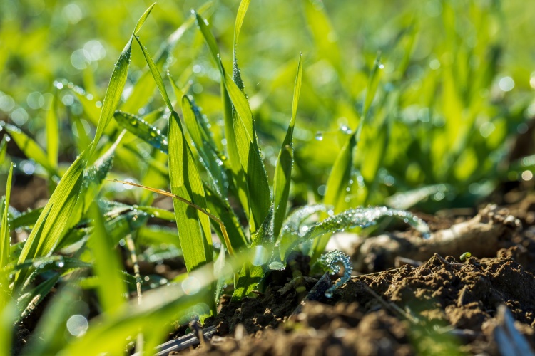 A búzapiac mozgását továbbra is a kínálat, a kereslet és a geopolitikai kockázatok együtt alakítják. (fotó: shutterstock.com)