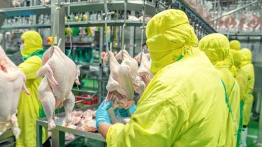 Korszerű baromfi-vágóhíd, feldolgozóüzem élelmiszeripar