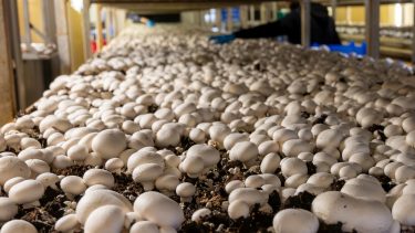 champion gomba termesztéstechnológia zárt üzem