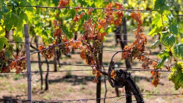 Esca betegség szőlőn tőkeelhalás növényvédelem