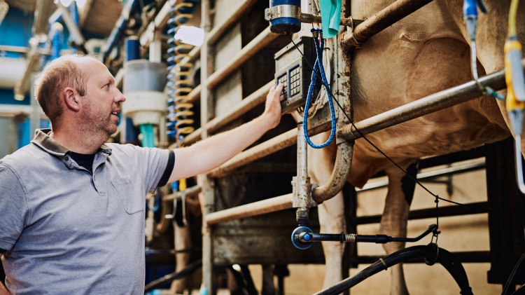 ember tehén tejgazdaság gépkezelő fejés