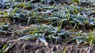 fagy fiatal búza szántóföld levél