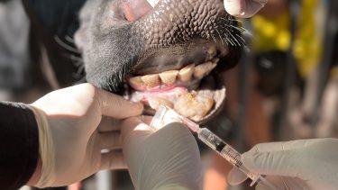 ragadós száj- és körömfájás, állatorvos beavatkozás