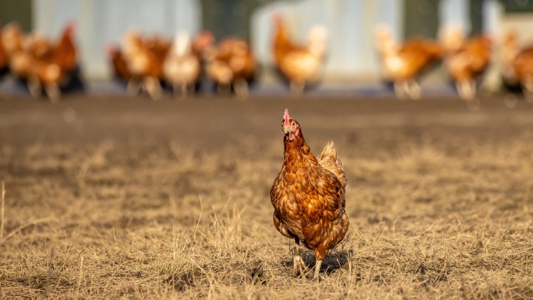 Madárinfluenza: a kockázatos megyékben se kell zárt tartás