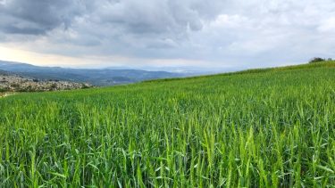Kiadós, áztató esőket kapott a Kárpát-medence, hazánkban szinte eltűnt az aszály, a környező gabonatermesztő területek még jobb állapotban vannak