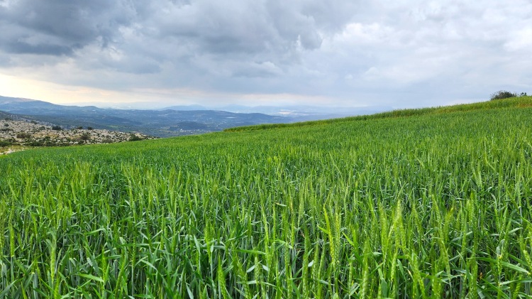 Nagy javulás a földeken, eltűnt az aszály, időt nyer a gazda