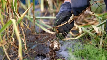 Fokhagyma betakarítása kisgazdaságban