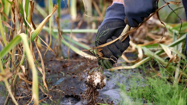 Nem fair – mondja az európai fokhagymaszektor, és tényleg