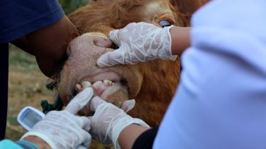 Szarvasmarha-vizsgálat egy állattartó telepen: nő a fertőzés kockázata (Illusztráció: Shutterstock)