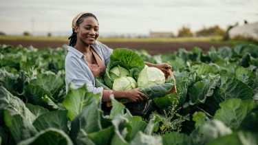 káposzta Afrika asszony post harvest növényvédelem