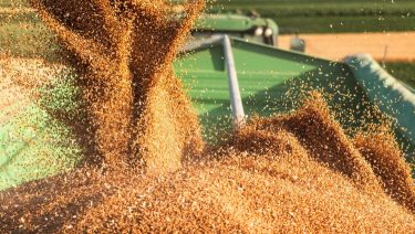 Gabona betakarítása kombájnnal szállítójárműbe