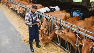 Állattenyésztési szakember táblagéppel a kezében vizsgálja az állomány- és egyedszintű adatokat (Fotó: Shutterstock)