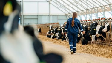 tehenészet tejhasznú tehenek gazdasszony istálló állattartás