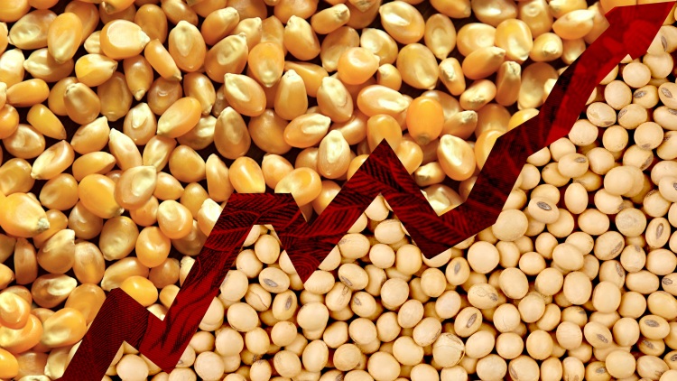 Tele vannak a tárolók, nem szűnik a nyomás a gabonapiacon