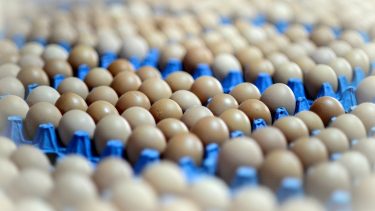 tojás tálca állattartás kereskedelem szállítás