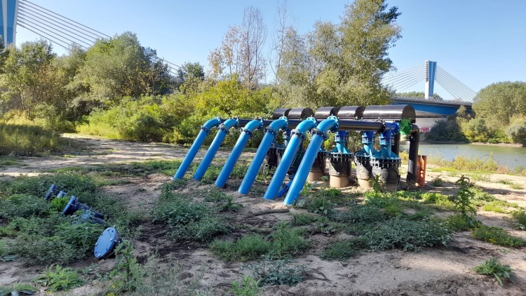 a tömlős lineárok