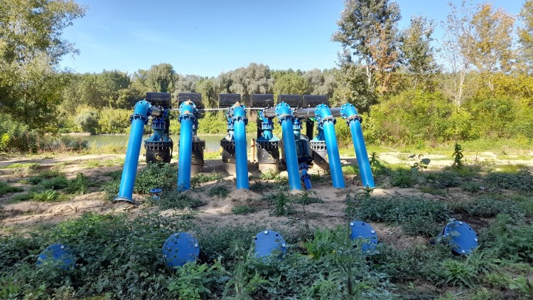 a tömlős lineárok