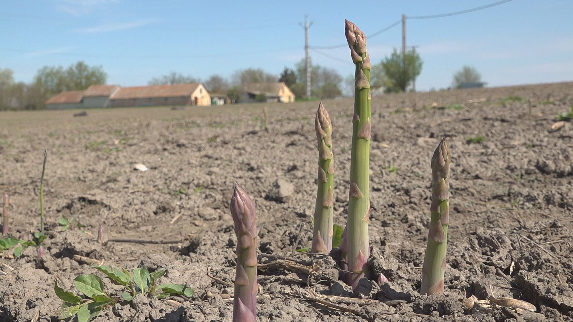 Zöld vagy fehér spárga? Ettől lesz más ugyanaz a növény (videó)