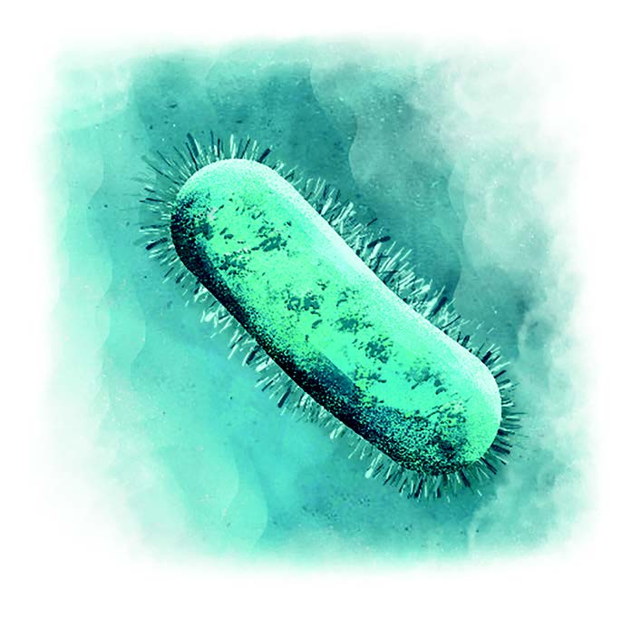 Bacillus megaterium talajbaktérium