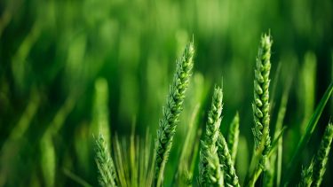 BayerCropScience – Prosaro a kalászvédelemért