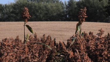 cirok szántóföld erdő takarmánynövény növénytermesztés