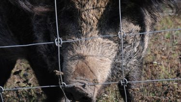 vaddisznó drótkerítés zártkert sertéspestis