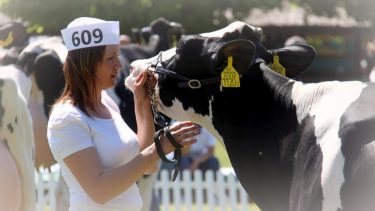 130 állat részvételével zajlott a XXXII. Alföldi Állattenyésztési és Mezőgazda Napok húsmarha- és tejhasznú szarvasmarha-bírálata Hódmezővásárhelyen (Fotók: Horizont Média/ Kohout Zoltán)