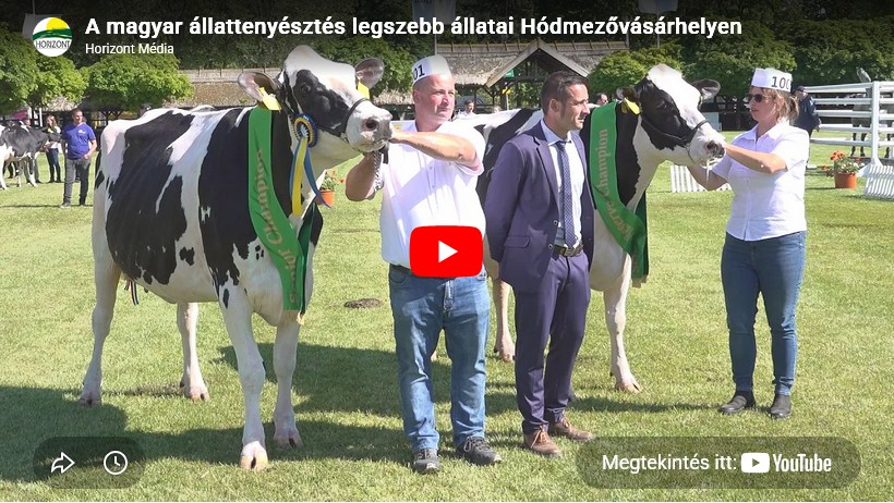 A magyar állattenyésztés legszebb állatai Hódmezővásárhelyen (videó)