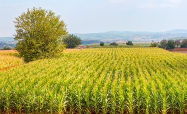 Az aszályközeli időjárás egyre nagyobb termelési kockázatot jelent a kukoricatermesztésben. (fotó: shutterstock.com)