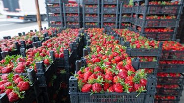 szamóca rekesz nagybani piac zöldség-gyümölcskereskedelem