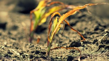 Tavaszi aszály egy kukoricatáblán; hamarosan az őszi vetésű kalászosok is bajban lesznek (Fotó: Shutterstock)