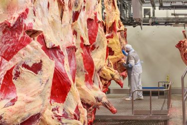 Szarvasmarha-vágóhíd: itt is és az árakban is jelentős a növekedés idén
