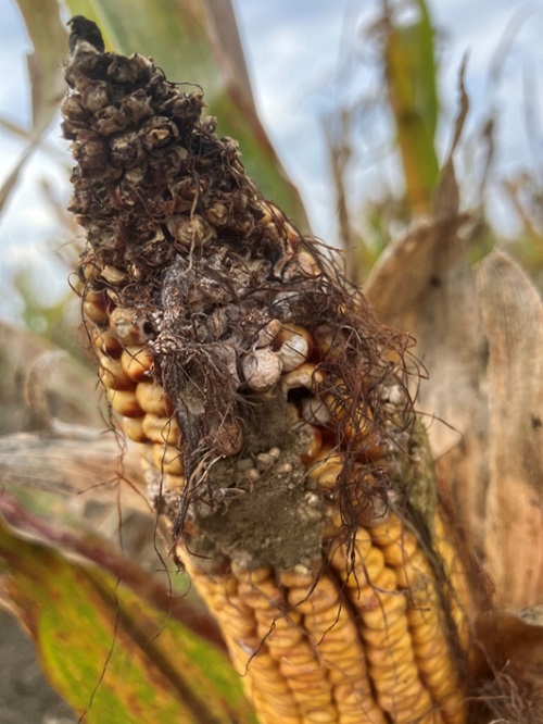 toxinos csőkártétel kukorica, FMC Agro